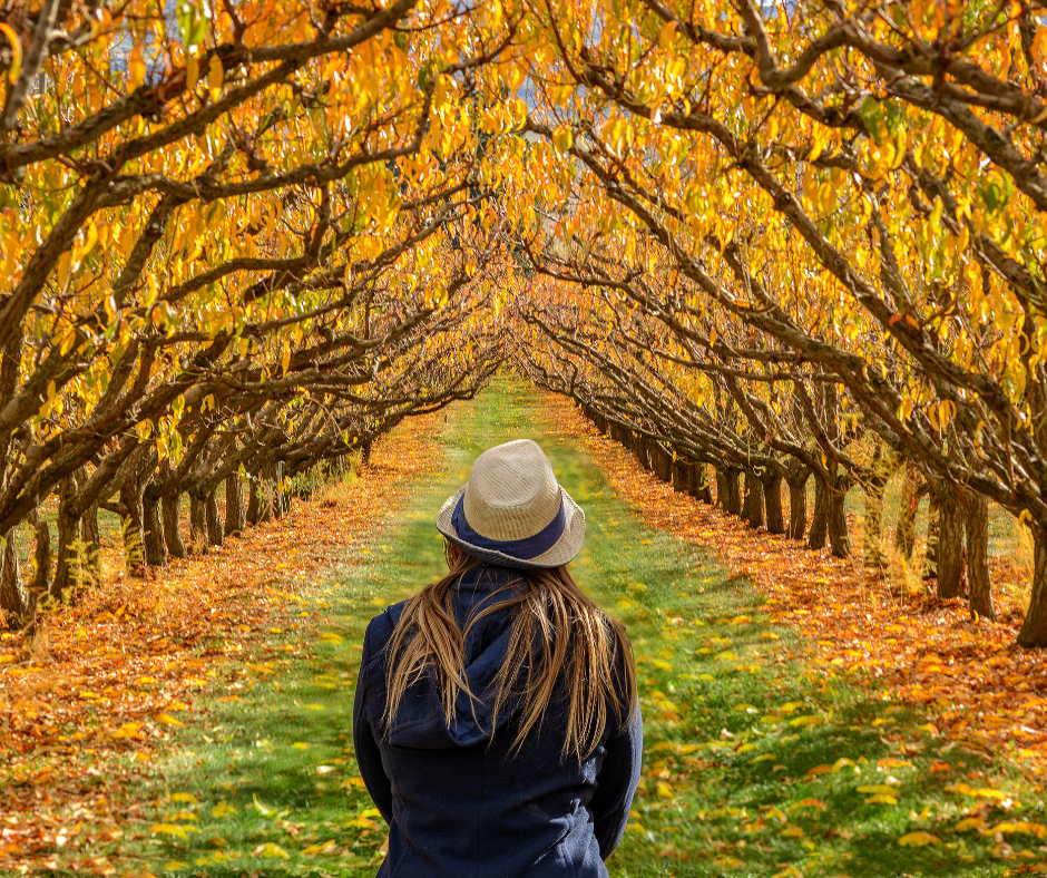 How to Boost Your Immune System This Fall