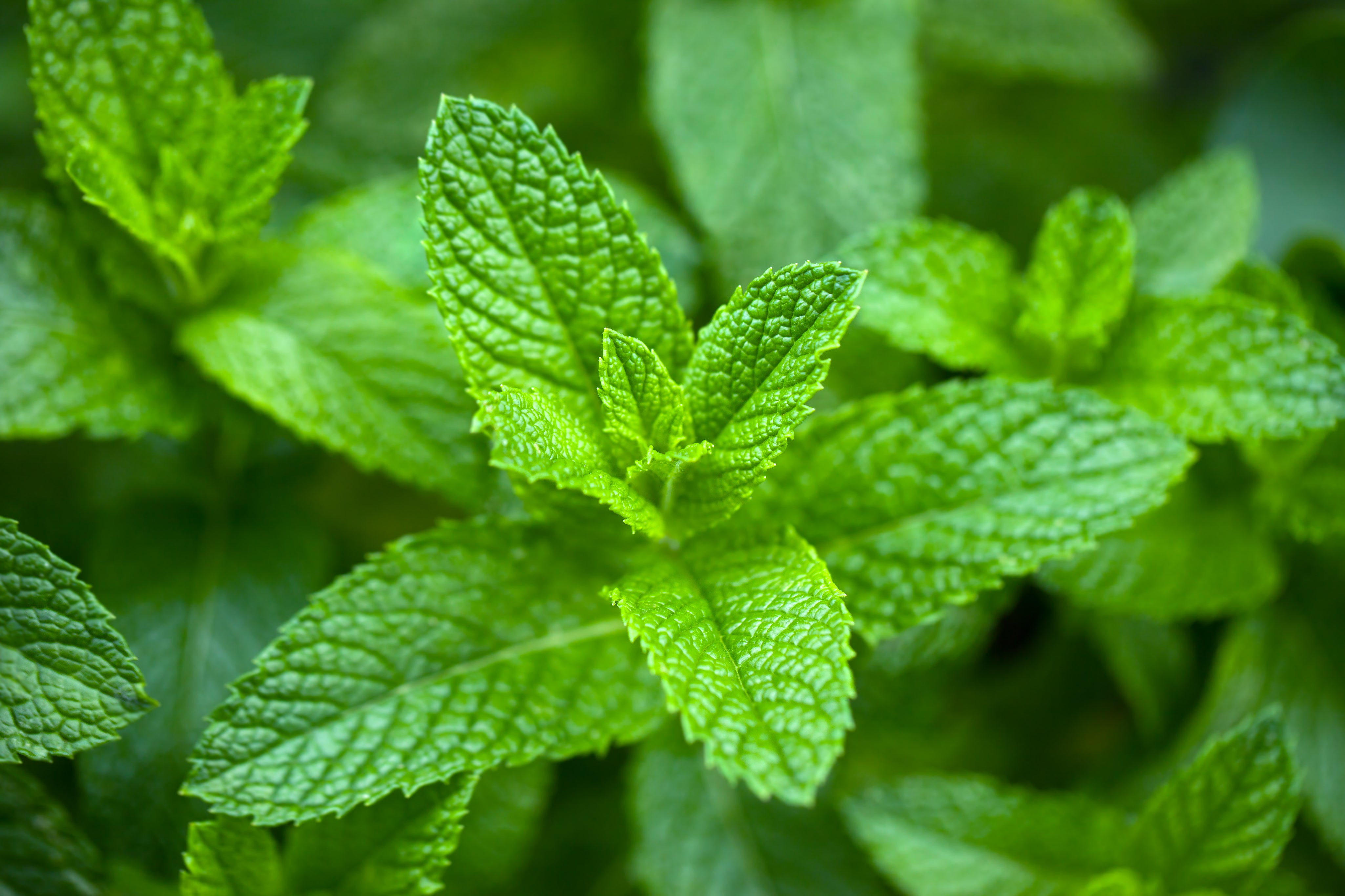 AdobeStock_170652117.jpg