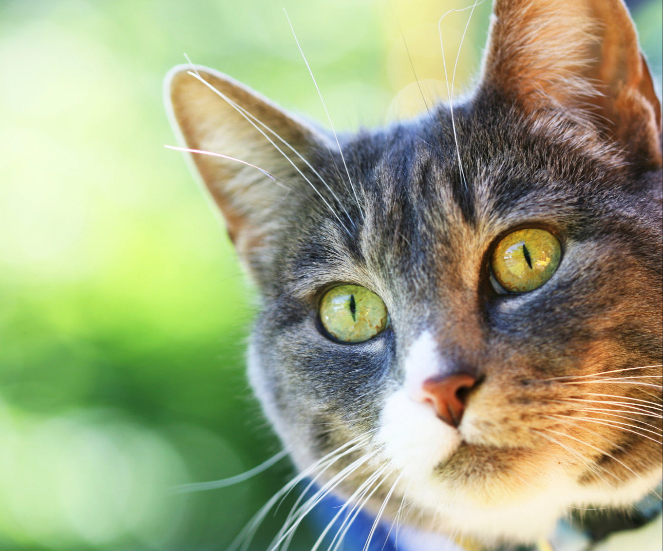 iStock_000012432408Medium.jpg