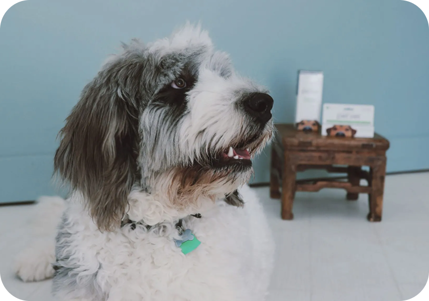 WHY THIS PET VET GEL IS DIFFERENT